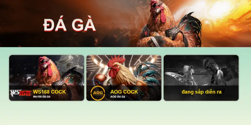 Theo dõi các trận đấu chọi kê oanh liệt tại nhà cái 79King